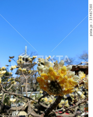 三椏と上野東照宮の五重塔 35487580