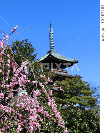 枝垂れ梅と上野東照宮の五重塔 枝垂れ梅と上野東照宮の五重塔 35487584