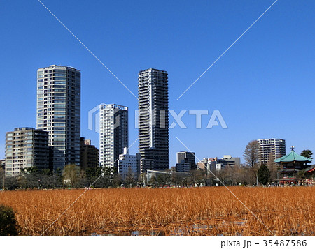 冬の不忍池とビル 冬の不忍池とビル 35487586