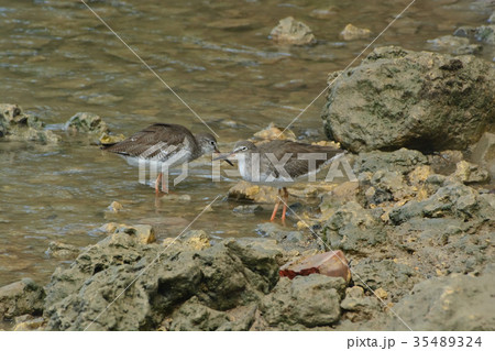 宮古島/干潟の野鳥 宮古島/干潟の野鳥 35489324