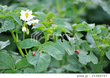 The larvae of the Colorado potato beetle eat  The larvae of the Colorado potato beetle eat  35489747