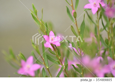 サザンクロス サザンクロス 35489805