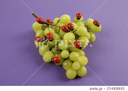 Invasion of ladybugs on a bunch of grapes Invasion of ladybugs on a bunch of grapes 35489892