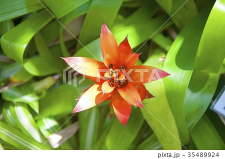 アロハガーデンたてやまのグズマニア 35489924