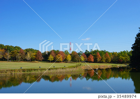 北総花の丘公園 芝生広場の晩秋 35489974