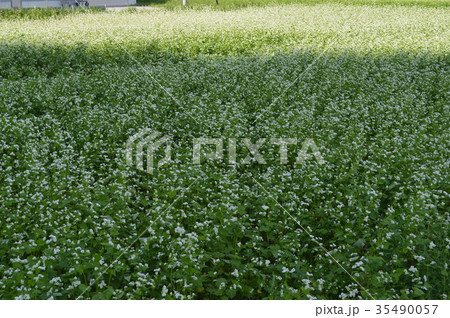 安曇野で見つけたそば畑のそばの花 安曇野で見つけたそば畑のそばの花 35490057