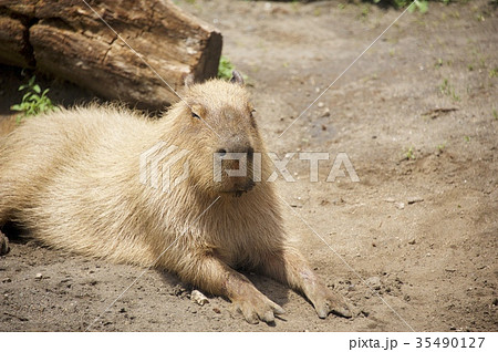 アロハガーデンたてやまのカピバラ アロハガーデンたてやまのカピバラ 35490127