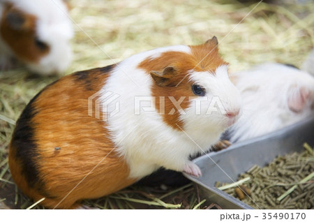 アロハガーデンたてやまのモルモット 35490170