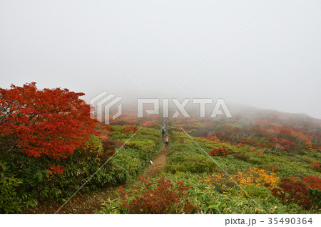 栗駒山の紅葉と登山道（宮城県） 35490364