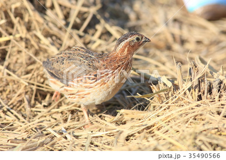 ウズラの雄 35490566