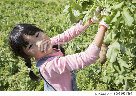 大根を収穫する子供手元の写真素材