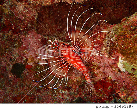 沖縄の海中の生物ネッタイミノカサゴ 35491297