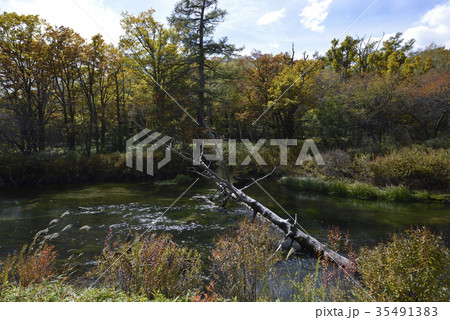 戦場ヶ原の湯川と紅葉・奥日光（栃木県） 35491383