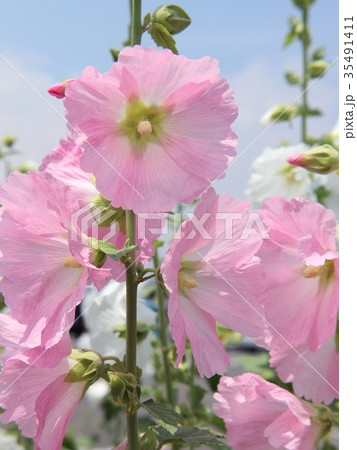 タチアオイの花 タチアオイの花 35491411