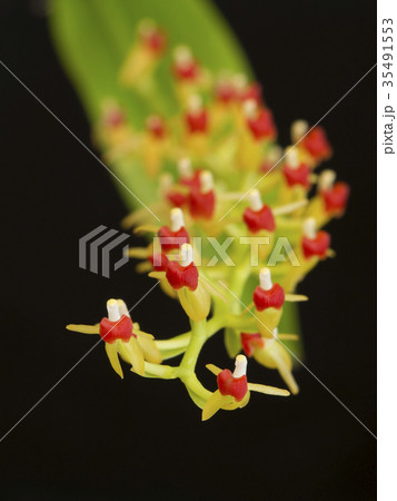 原種洋ランLiparis rhodochilaの写真 原種洋ランLiparis rhodochilaの写真 35491553