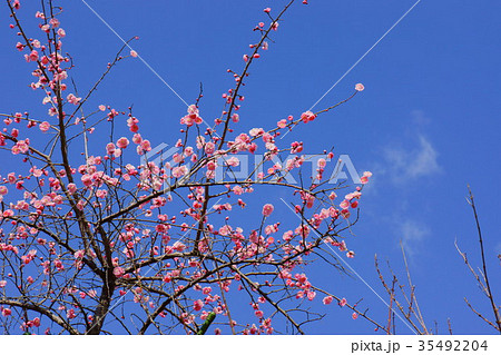青空に紅梅 青空に紅梅 35492204