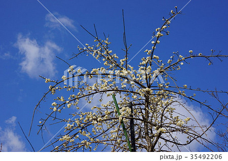 青空に白梅 青空に白梅 35492206