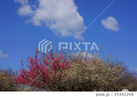 紅白の梅 紅白の梅 35492208