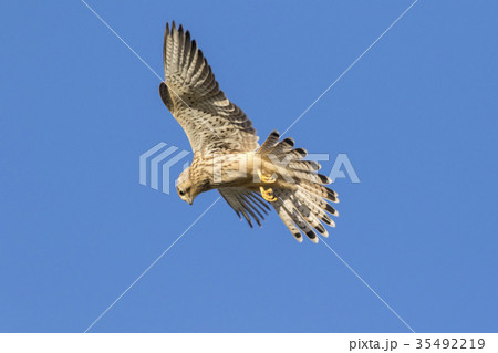 Common krestel (Falco tinnunculus) 35492219