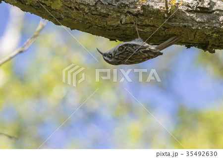 Common treecreeper (Certhia familiaris) Common treecreeper (Certhia familiaris) 35492630