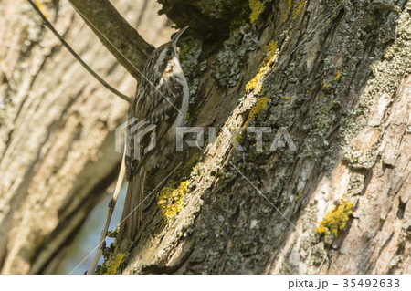 Common treecreeper (Certhia familiaris) 35492633