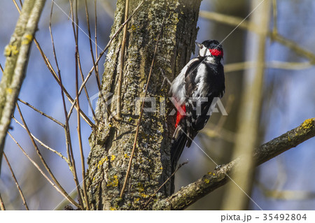Great woodpecker (Dendrocopus major) 35492804