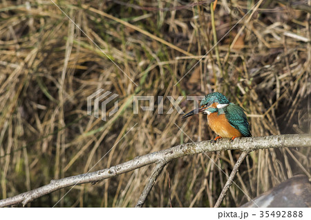 Kingfisher (Alcedo atthis) Kingfisher (Alcedo atthis) 35492888