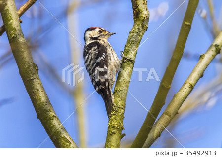 Lesser pied woodpecker (Dryobates minor) 35492913