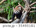レッサーパンダ 35493181