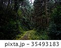 雨の林道 35493183