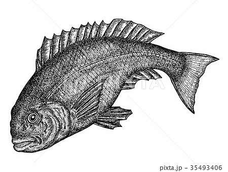 Red Snapper Stock Illustration