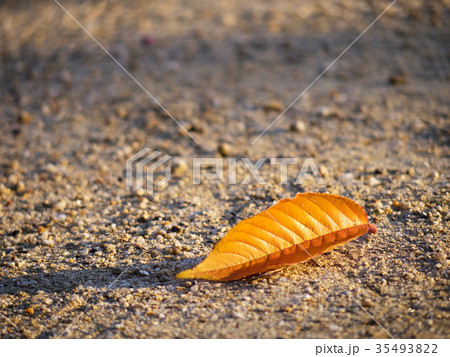 1枚の落ち葉 35493822