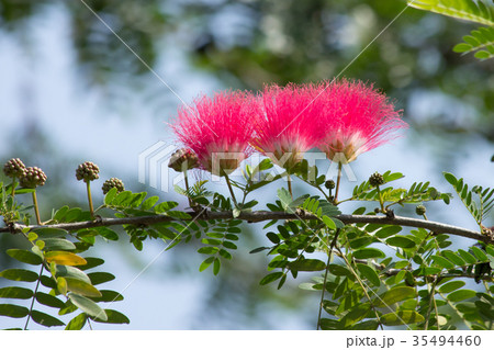 Pink flower Powder Puff or Head Powder Puff 35494460