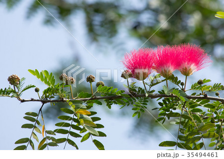 Pink flower Powder Puff or Head Powder Puff 35494461