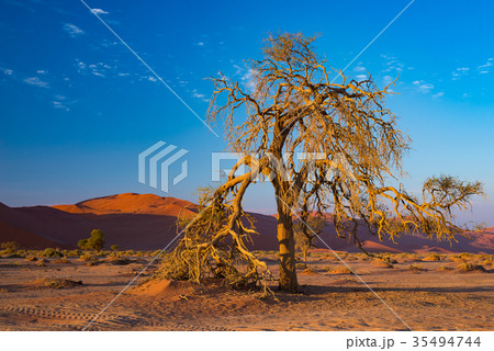 Sossusvlei Namibia Sossusvlei Namibia 35494744