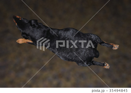 A pregnant dog lies  35494845