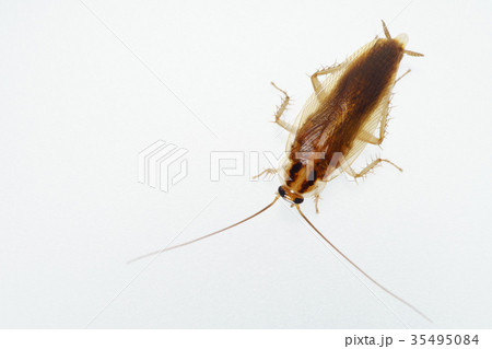 チャバネゴキブリ2-5 35495084