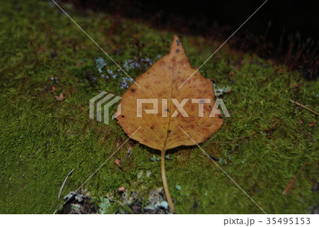 Yellow autumn leaf lying on a green moss 35495153