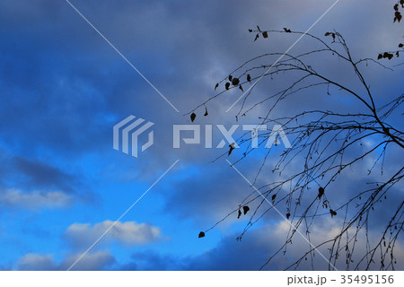 A branch of a birch with flying leaves in October A branch of a birch with flying leaves in October 35495156