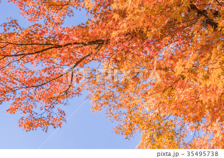 日本の秋 富士五湖、河口湖畔の風景 日本の秋 富士五湖、河口湖畔の風景 35495738