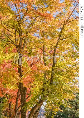 日本の秋 富士五湖、河口湖畔の風景 35495741