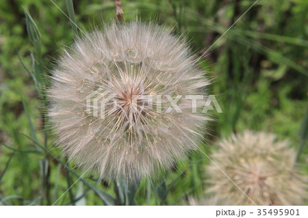 バラモンジンの綿毛 バラモンジンの綿毛 35495901