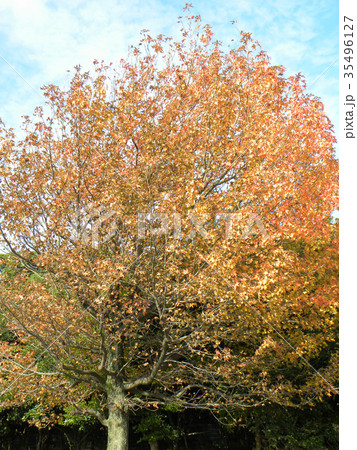 真っ赤に紅葉した谷津干潟公園のモミジバフウの大木 真っ赤に紅葉した谷津干潟公園のモミジバフウの大木 35496127