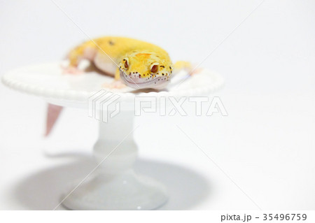 ヒョウモントカゲモドキ　レオパードゲッコウ　爬虫類 35496759