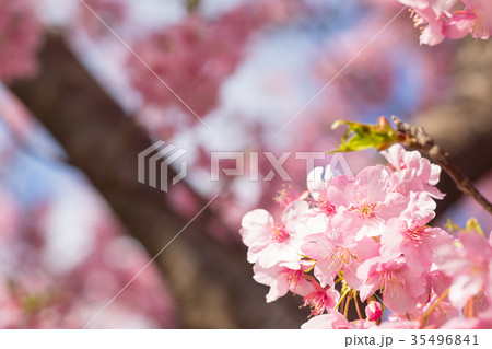河津桜 桜 早咲きの桜 さくら サクラ 画像素材 コピースペース 背景素材 文字入れ 河津桜 桜 早咲きの桜 さくら サクラ 画像素材 コピースペース 背景素材 文字入れ 35496841