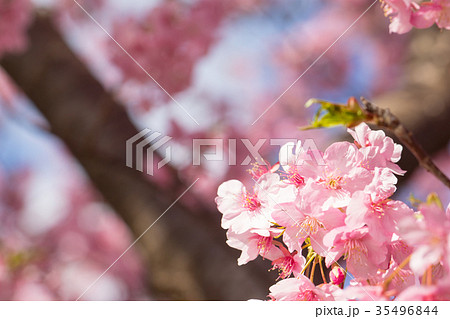 河津桜 桜 早咲きの桜 さくら サクラ 画像素材 コピースペース 背景素材 文字入れの写真素材