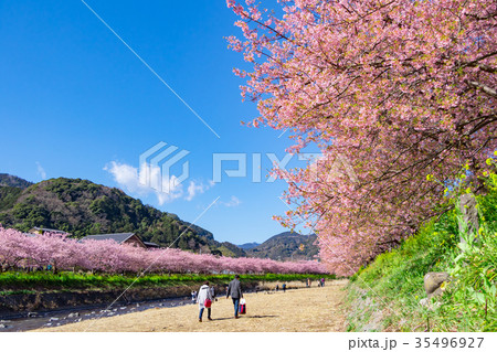 河津桜 桜 早咲きの桜 伊豆 静岡 さくら サクラ 画像素材 コピースペース 背景素材 文字入れ 河津桜 桜 早咲きの桜 伊豆 静岡 さくら サクラ 画像素材 コピースペース 背景素材 文字入れ 35496927