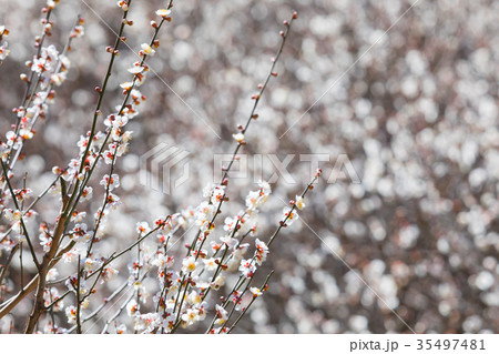 白梅 白い梅の花 梅林 梅の林 たくさんの花 春の観光スポットの写真素材