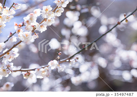 白梅　白い梅の花　梅林　梅の林　たくさんの花　春の観光スポット 35497487
