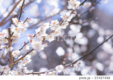 白梅　白い梅の花　梅林　梅の林　たくさんの花　春の観光スポット 35497488